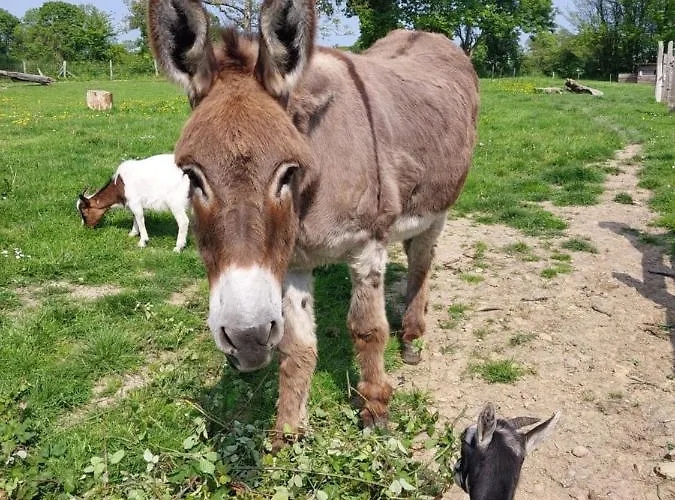 De La Motte Nyaraló *